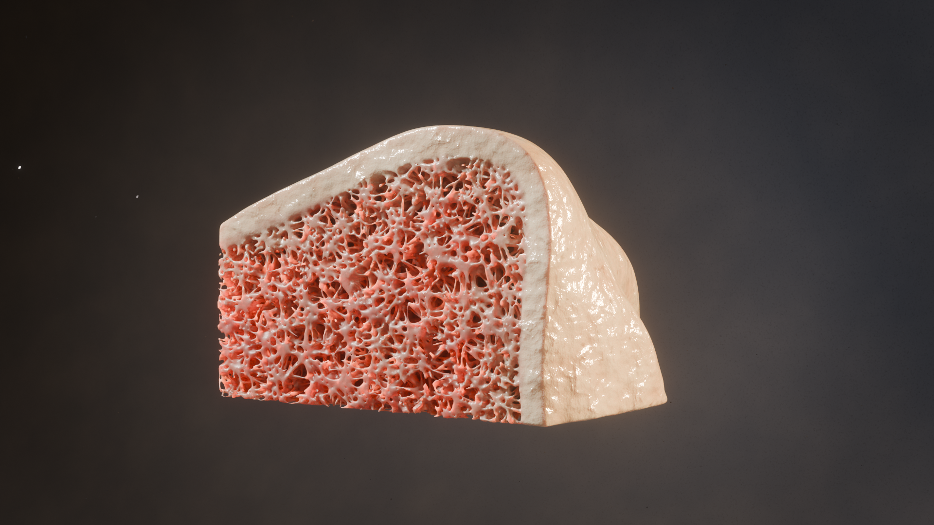 Trabecular Bone render